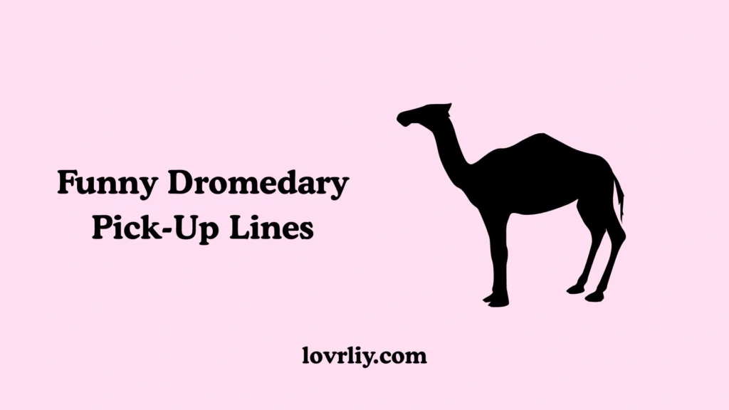 Funny Dromedary Pick-Up Lines